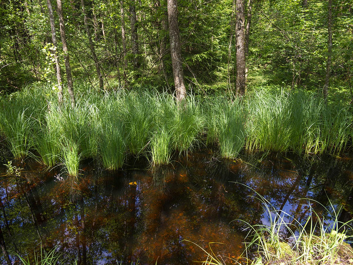 Carex elata